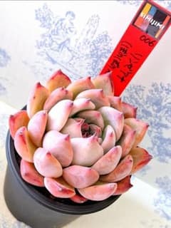 リンゼアナ(ぼのぼの×二瓶)札付きポットごとメルカリ便simijimiさん苗