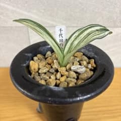 万年青 千代田の松 薄葉系 鉢付き おもと - メルカリ