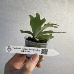 ビカクシダ P.willinckii Golden boy spore - メルカリ