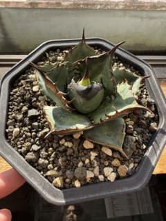 アガベ チタノタ Lize血統 緑犀牛 中株 親株 - メルカリ