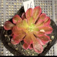 16#多肉植物アエオニウム錦❤️銅花順錦❤️1大頭7cm拔き苗 - メルカリ