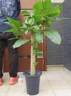 現品】フィカス・アフリカンプリンス 8号 S5番 - メルカリ