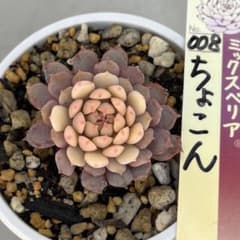 m40432984748_1.jpg?1710482479