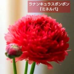 宿根草【タグ付】ラナンキュラスポンポン『ミネルバ』5号【1鉢のみ