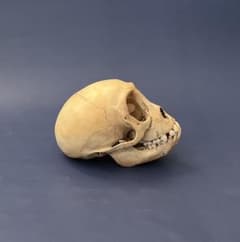 猿の頭蓋骨 骨格標本 - メルカリ