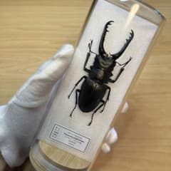 m42075475215_1.jpg?1755661169