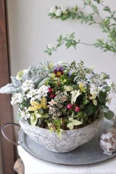 イベリスとカラーリーフのエレガントな春寄せ植え - メルカリ