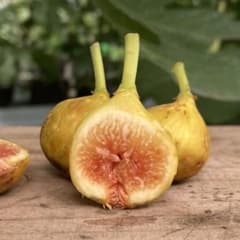 Tropical Goldenberry 穂木 イチジク - メルカリ