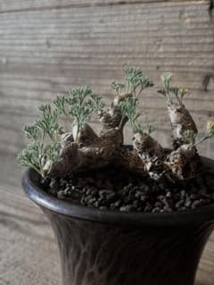 特選株】モンソニアムルチフィダ サルコカウロン チレコドン