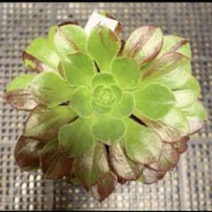 15#多肉植物アエオニウム錦❤️voodooのbigbang❤️1大頭12cm拔き苗