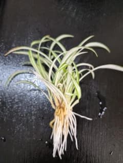 オリヅルラン 斑入り 子株 観葉植物 水耕栽培 めちゃくちゃ元気 発芽
