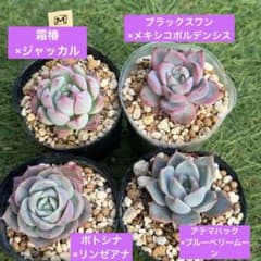 ☆実生苗4苗セット☆多肉植物☆ - メルカリ