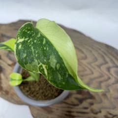 Q120 品種保証 【希少】モンステラ・エレクトロライト 美株 斑入り