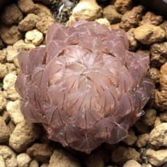 O*Z様 多肉植物 ハオルチア 翠雲錦 紫肌 糊斑 - メルカリ