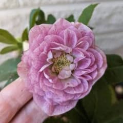 クリスマスローズ 多弁 ピンク 2→3粒 種 宿根 苗 鉢 バラ - メルカリ