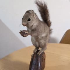 剥製 本物 リス - メルカリ