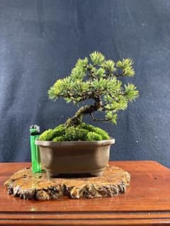 小品盆栽、赤石五葉松、模様懸崖作り 目立った傷や汚れ無し - メルカリ