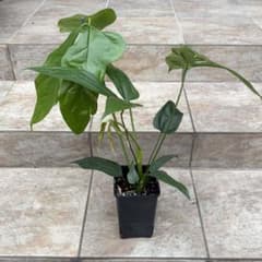 セール】アンスリウム カリブレイリー 約3.5号鉢 No.001 鉢、送料込