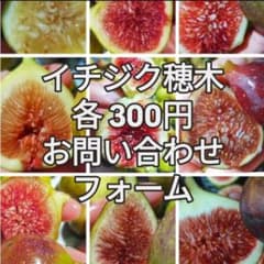 イチジク 穂木 選べるセット La・figue farm - メルカリ