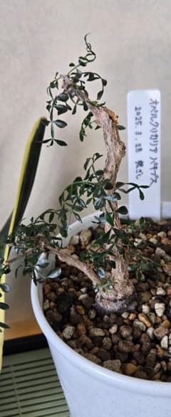 オペルクリカリア.パキプス (根挿し)パワータンク有り♪ - メルカリ