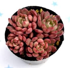 多肉植物 ピンクルルビー 抜き苗 - メルカリ