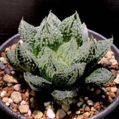 ハオルチア 闇の森(ハオルシア多肉植物) - メルカリ