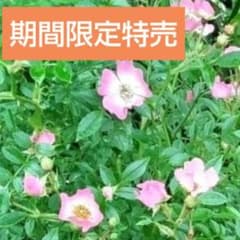 野薔薇 抜き苗 ノイバラ ピンク × 白グラデーション小花 - メルカリ