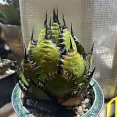 アガベ ホリダ 陽炎 大株 ボールタイプ ドワーフ 特選S級選抜 発根管理