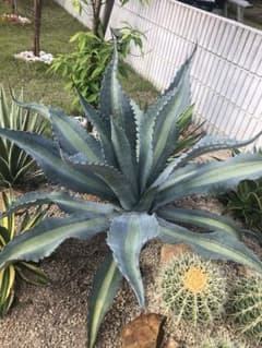 m52327269226_1.jpg?1717577888