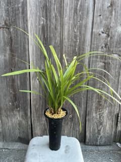 日向寒蘭銘品『日向の誉』成木9条 寒蘭 春蘭 東洋蘭 万年青 - メルカリ