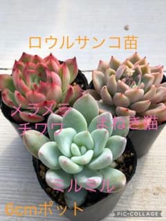 多肉植物 ロウルサンコ苗♡抜き苗セット - メルカリ