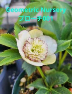 匿名発送〉023 クリスマスローズ sd 株分 ブローチ Geometric - メルカリ