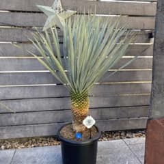 ユッカ マルデヌベス 3 - メルカリ