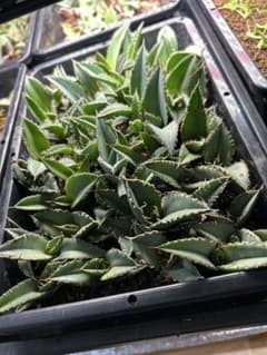 オテロイ 実生 60株以上 強棘 まとめ売り - メルカリ