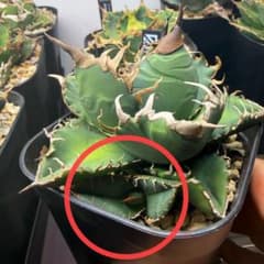 BAKEMONO OC子株 アガベ 抜き苗配送 - メルカリ