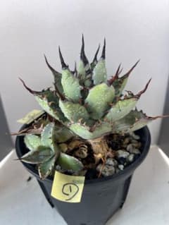 アガベ パリー トランカータ 実生株｜短葉ドワーフタイプ｜直径35cm