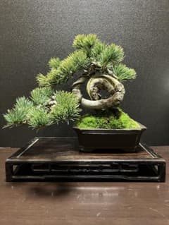 銀八房五葉松、宮島五葉松の捻転盆栽 - メルカリ