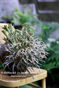 m67302274124_1.jpg?1758366122