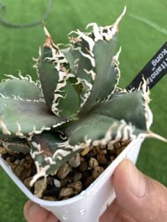 特選】アガベ☆チタノタ☆金剛☆キングコング☆超強棘☆極上☆抜き苗