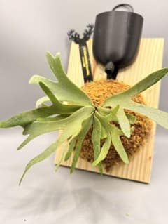 極大サイズ ビカクシダP.willinckii OMG spore - メルカリ