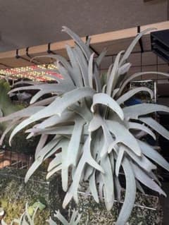 willinckii #1 Mr.kai ビカクシダ ① - メルカリ