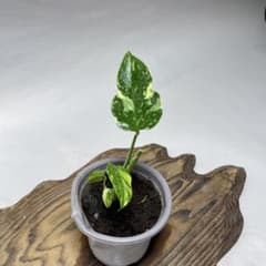 Q64 品種保証 【希少】モンステラ・エレクトロライト 美株 斑入り 希少