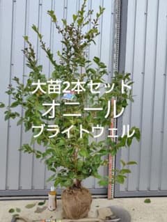 ブルーベリー苗オニール＆ブライトウェル大苗2本セット - メルカリ