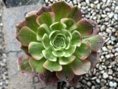 ⑤多肉植物／アエオニウム ／シーキング錦（海王錦）／抜き苗／第四種