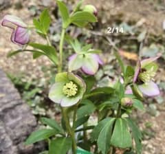 クリスマスローズ ムルチ系ヒデコートhyb 大木ナーセリー - メルカリ