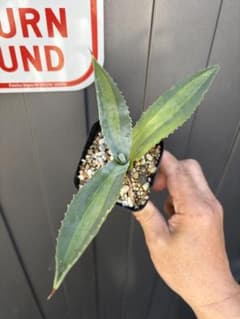 耐寒性アガベ 中斑入りレモンライム◇ドライガーデン錦ユッカ多肉