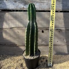 売り切越冬済 柱サボテン 鬼面角 発根 ドライガーデン オリザバ