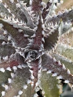 DBディッキア Dyckia Bill Baker hybrid #226 - メルカリ