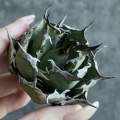 F12390☆オークション販売☆ アガベ チタノタ Fo076 極上株！！ - メルカリ