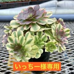 アエオニウム 雨荷（2代） 法師錦 多肉植物 大群生 抜き苗 - メルカリ
